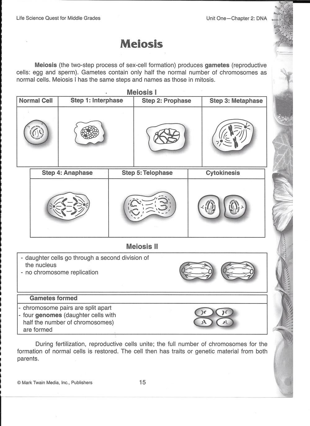 Meiosis